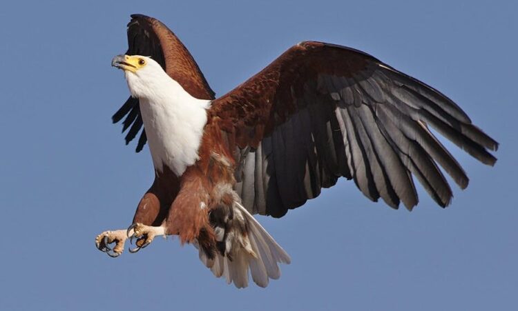 African fish eagle perched near a Kenyan lake during the 10-Day Ultimate Budget Kenya Birdwatching Expedition with African Affarble Expeditions Limited