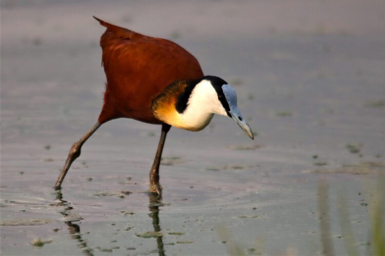 African jacana walking on water plants during the 7-Day Great Rift Valley & Masai Mara Budget Birding Safari with African Affarble Expeditions Limited