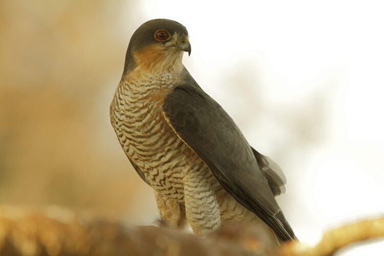 African Goshawk perched in a forest habitat on an 8-Day Forest and Highland Birding Safari in Kenya