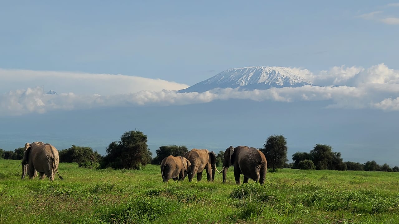 Herd of African elephants roaming the Amboseli plains with Mount Kilimanjaro in the background