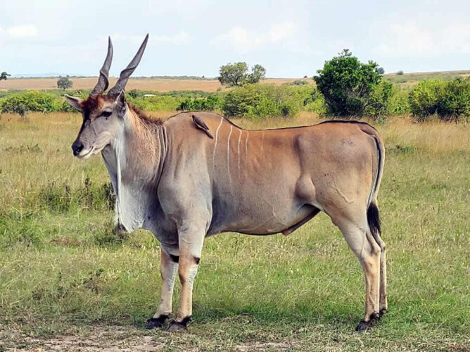Eland grazing in Kenya during the 10-Day Kenya Luxury Fly-In Safari: Samburu, Ol Pejeta, Masai Mara, Tsavo West with African Affarble Expeditions Limited