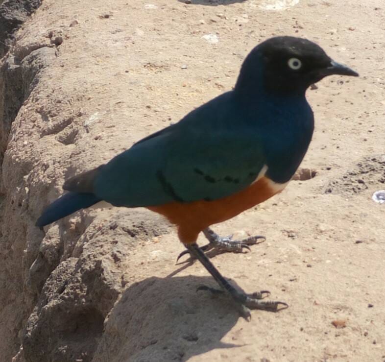 Superb starlings perched on a branch in Kenya during a birdwatching safari with African Affarble Expeditions Limited