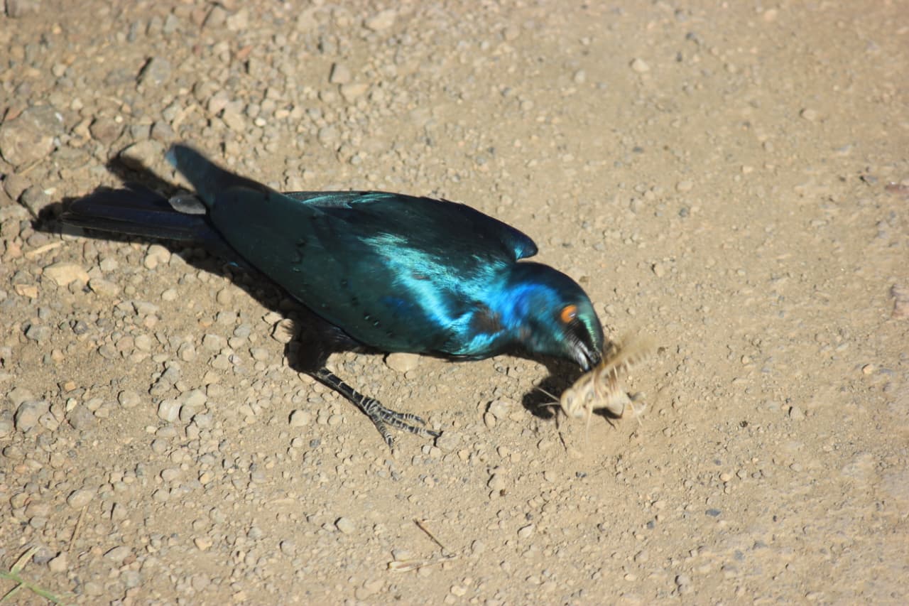 Rüppell’s starling perched on a tree in Kenya during a birdwatching safari with African Affarble Expeditions Limited