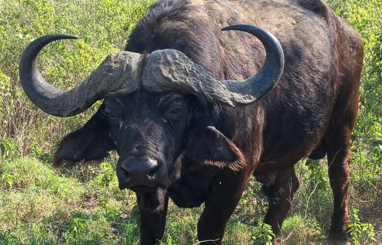 Male African buffalo, one of the Big Five, in the wild during a 7 day Kenya classic wildlife budget safari with African Affarble Expedition Limited