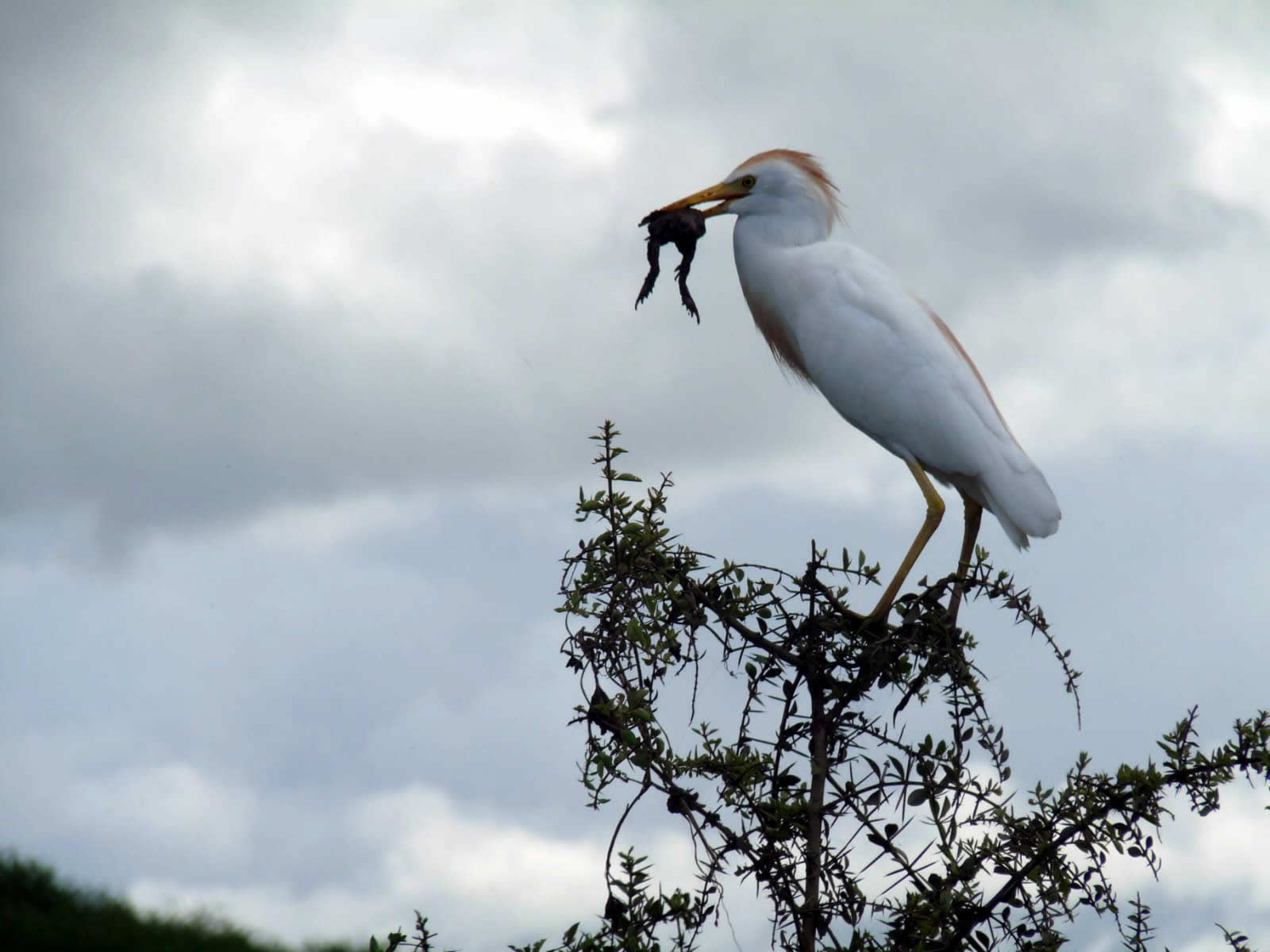 Cattle egret walking in a Rift Valley grassland during the 7-Day Great Rift Valley Birding Safari in Kenya with African Affarble Expeditions Limited