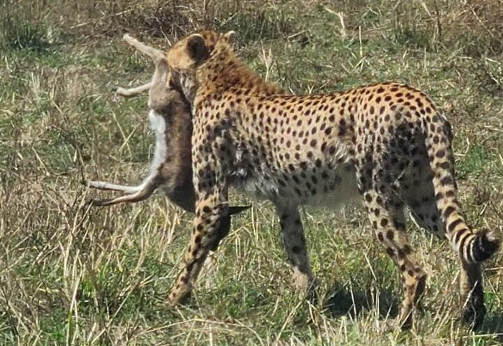 Cheetah carrying a Thompson’s gazelle on a Kenya classic wildlife budget safari
