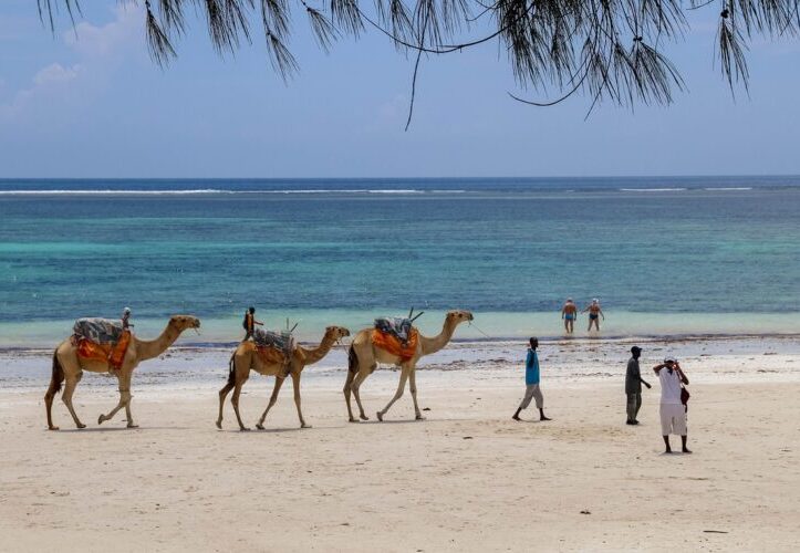 Camels walking along the beach on a 7-Day Budget Honeymoon Safari & Beach Escape in Kenya
