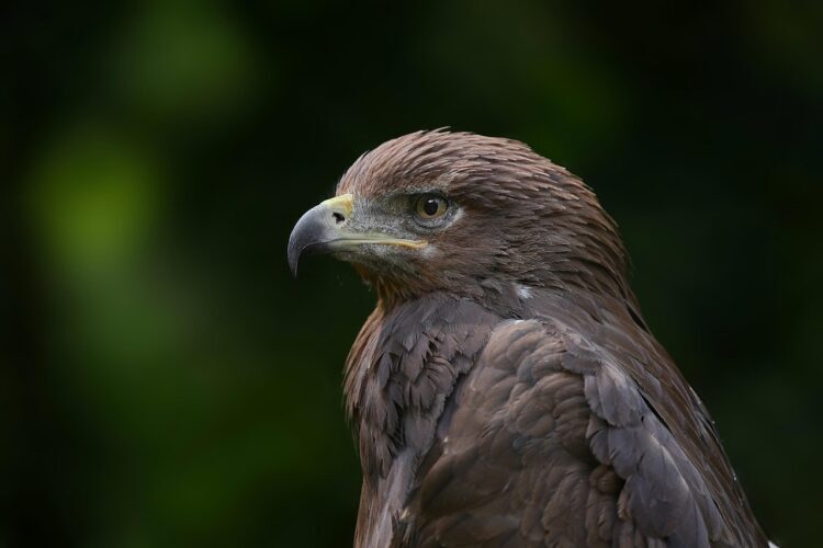 8-Day Kenya Coast Luxury Birding Safari Tawny Eagle Kenya