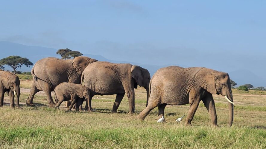 Herds of elephants in Kenya on a Great Rift Valley and Masai Mara budget safari