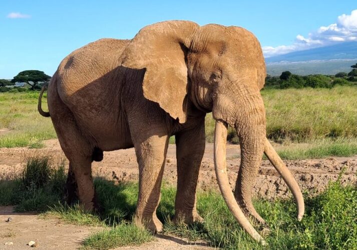 Craig the elephant in Amboseli during Kenya Big Five luxury fly-in safari