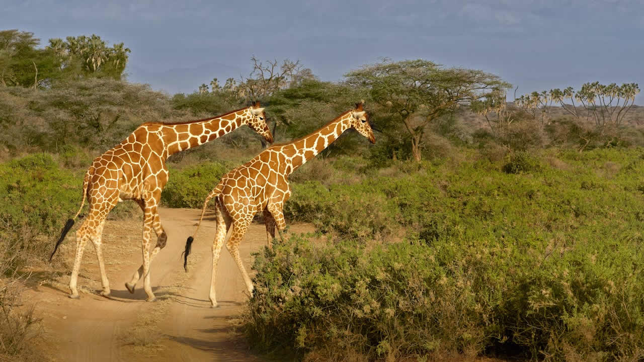Small herd of endangered reticulated giraffes, a species unique to northern Kenya, in the Samburu National Reserve