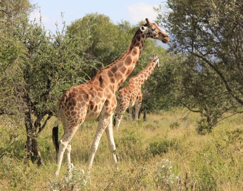 10-Day Kenya Luxury Fly-In Safari Rothschild’s Giraffes Samburu Kenya African Affordable Expeditions