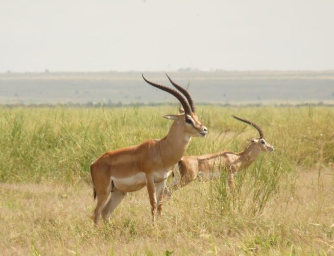 Impala in Tsavo on a Tsavo East Tsavo West Amboseli budget safari in southern Kenya