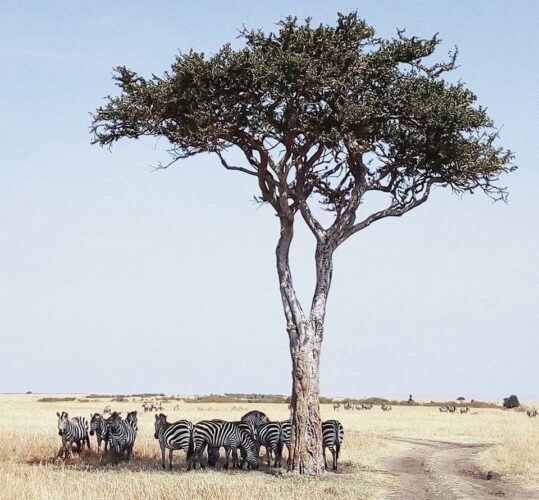 Zebras resting under an African Balanites tree on a Kenya classic wildlife budget safari