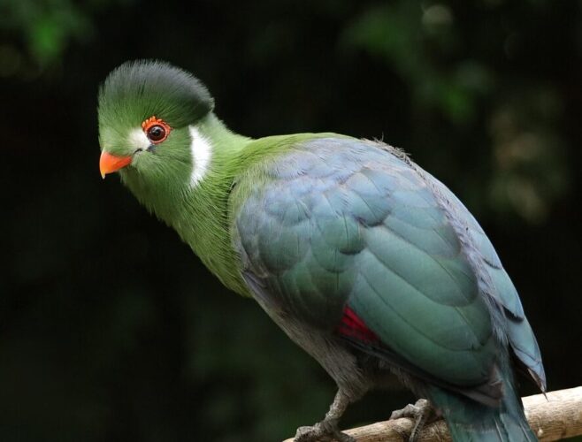 Hartlaub’s Turaco in Mount Kenya forest during a budget Kenya birdwatching safari by African Affarble Expedition