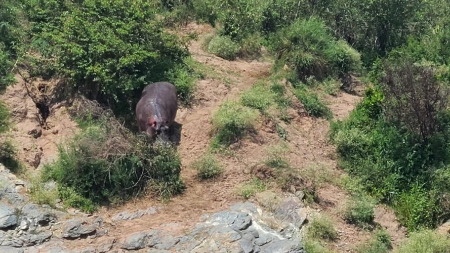 5-Day Fly-in Masai Mara Luxury Safari hippopotamus Mara River Kenya