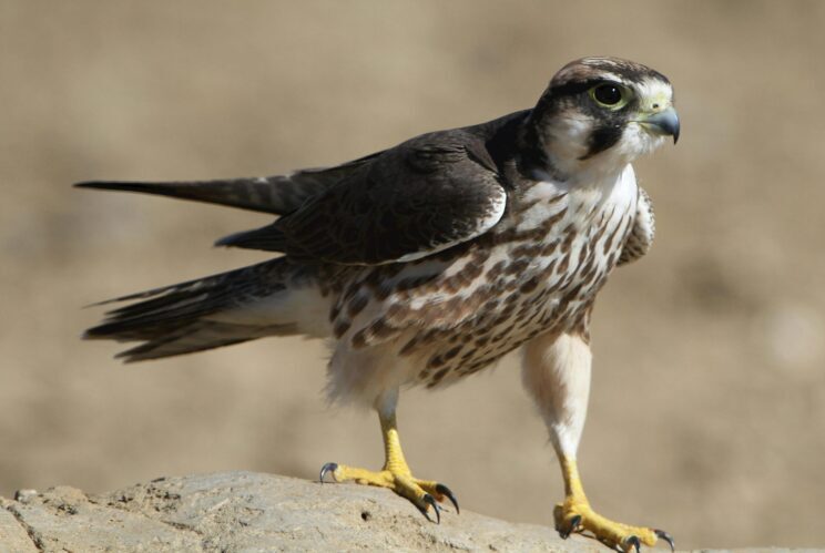Lanner Falcon in flight during a 6 day Mt Kenya and Samburu budget birding safari in Kenya