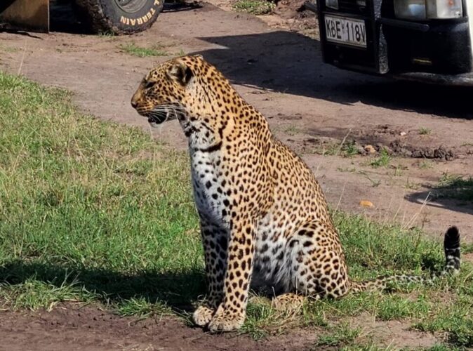 Leopard in Masai Mara during Kenya Big Five luxury fly-in safari