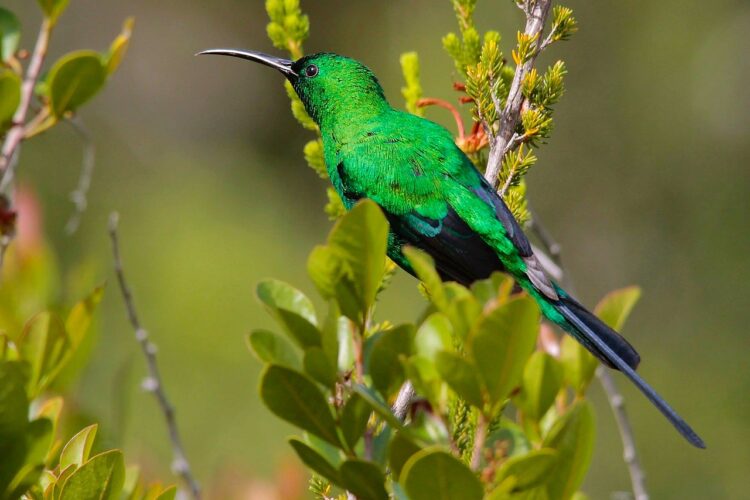 Malachite Sunbird perched on a branch during an 8 day Kenya Coast budget bird-watching safari in Kenya