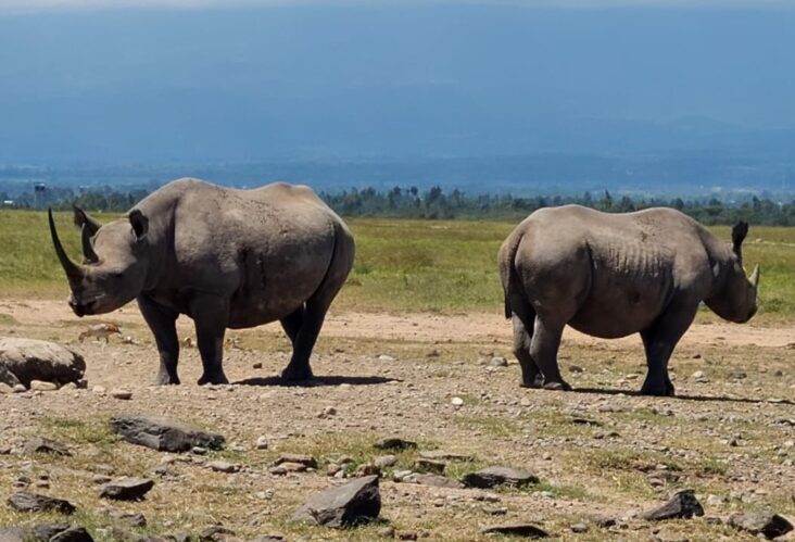Two white rhinos in Ol Pejeta on a Samburu Ol Pejeta Aberdare budget safari in northern Kenya