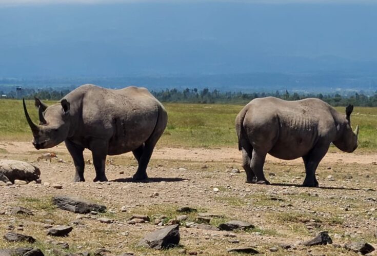Two White Rhinos – 14-Day Grand Kenya Mobile Camping Safari Two white rhinos on a Grand Kenya mobile camping safari in the Rift Valley and Northern Plains