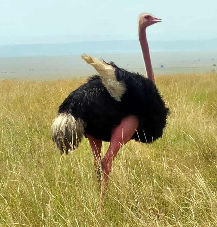 Male Maasai ostrich on a Kenya classic wildlife budget safari