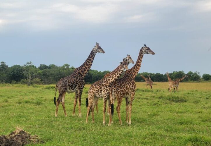 Masai giraffes grazing in Kenya during the 7-Day Luxury Fly-In Kenya Safari – Masai Mara, Lake Nakuru & Amboseli with African Affarble Expeditions Limited