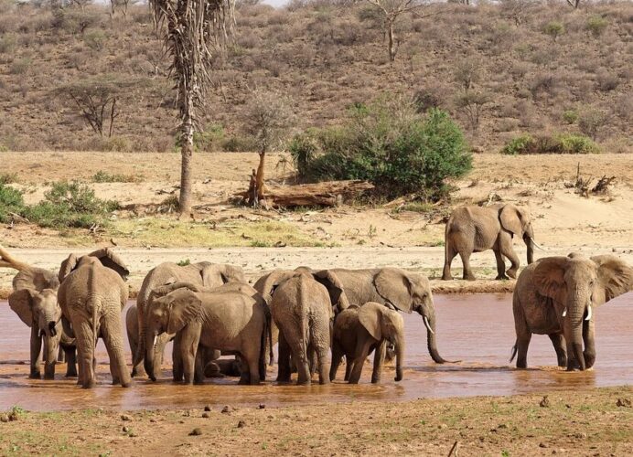 Herd of elephants by the waterside on a Nairobi Aberdare Samburu Meru Laikipia mobile camping safari