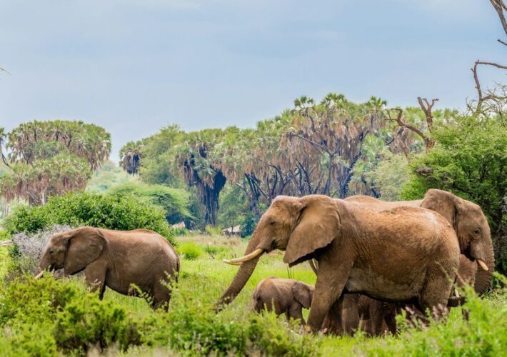 Elephants walking in Kenya during the 10-Day Kenya Luxury Fly-In Safari: Samburu, Ol Pejeta, Masai Mara, Tsavo West with African Affarble Expeditions Limited