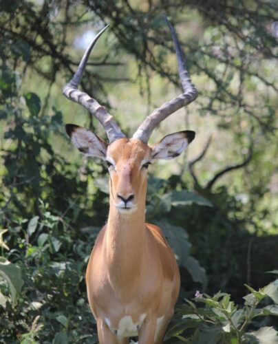 Gerenuk antelope standing upright in northern Kenya on a 9-Day Expanded Big Five & Cultural Safari
