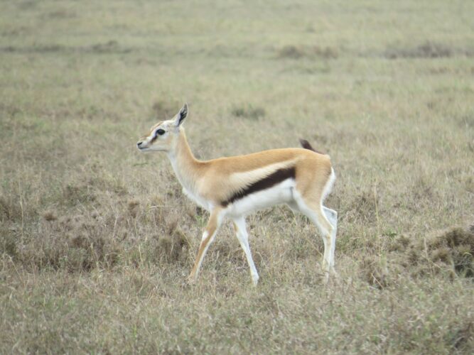 Thomson’s gazelle grazing in Kenya during the 10-Day Kenya Luxury Fly-In Safari: Samburu, Ol Pejeta, Masai Mara, Tsavo West with African Affarble Expeditions Limited