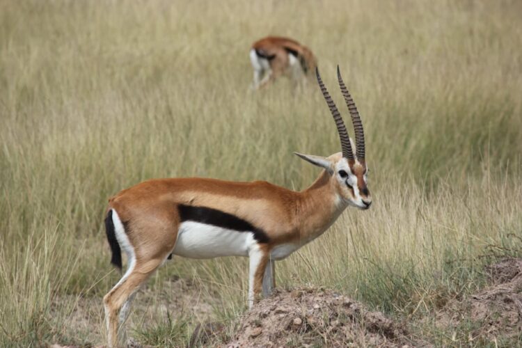 Thomson’s gazelles in the Masai Mara on a Great Rift Valley and Masai Mara budget safari
