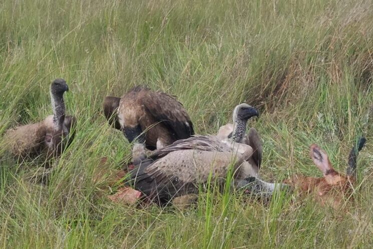 Three Rüppell’s griffon vultures on a Kenya Coast budget birding safari