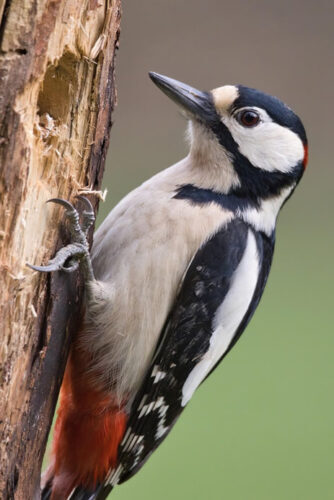 African Affarble Expeditions Woodpecker Spotting on a Kenya Birdwatching Safari Close-up of a vibrant woodpecker perched on a tree during a Kenya birdwatching safari with African Affarble Expeditions.