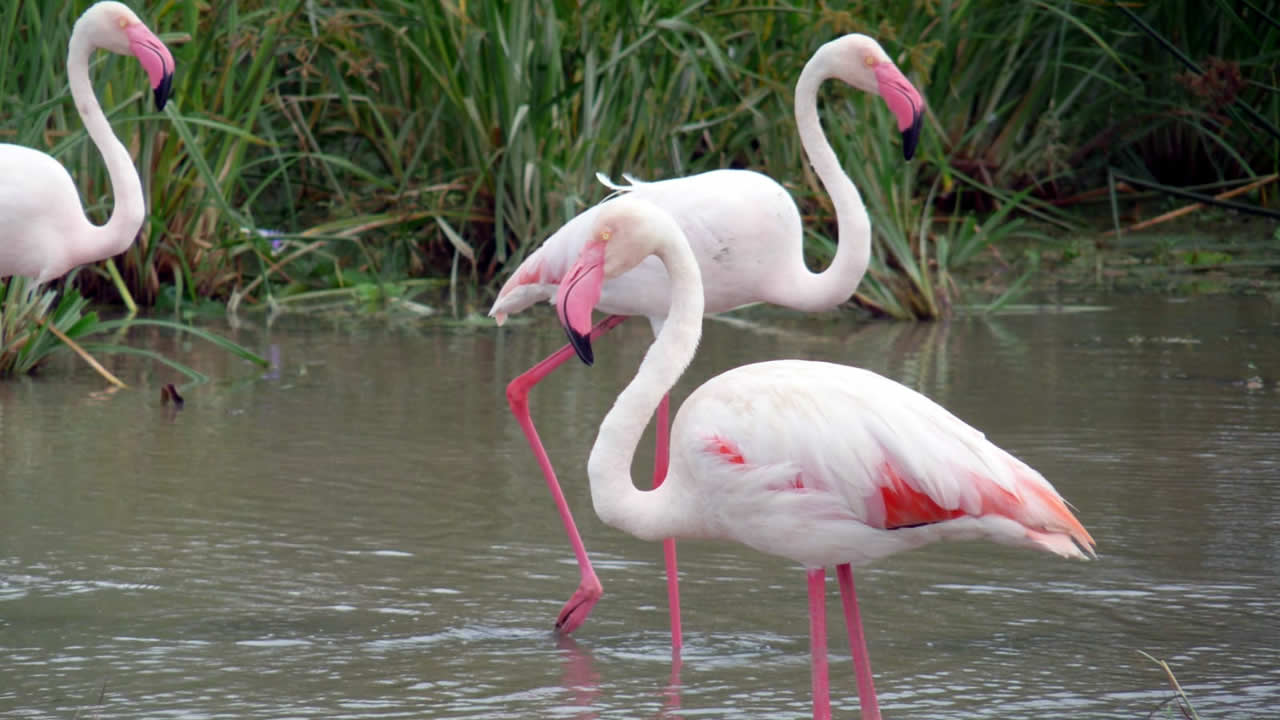 Flock of lesser flamingos feeding in the alkaline waters of Lake Nakuru, Kenya