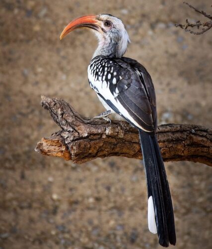 Red-billed hornbill on a Kenya Coast budget birding safari