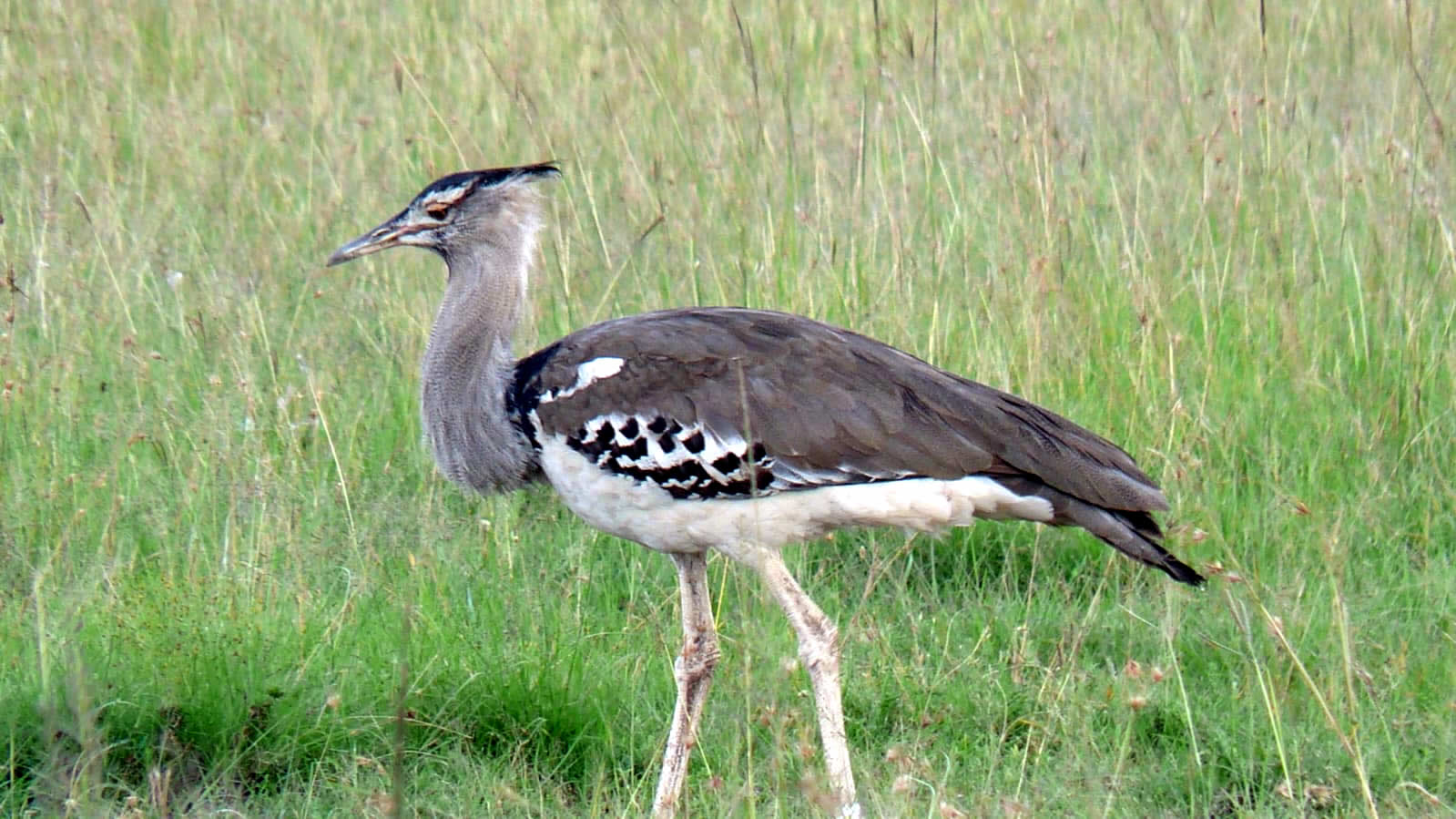 Kori bustard walking in Kenya’s Rift Valley during the 7-Day Great Rift Valley Lakes Birding Safari in Kenya with African Affarble Expeditions Limited