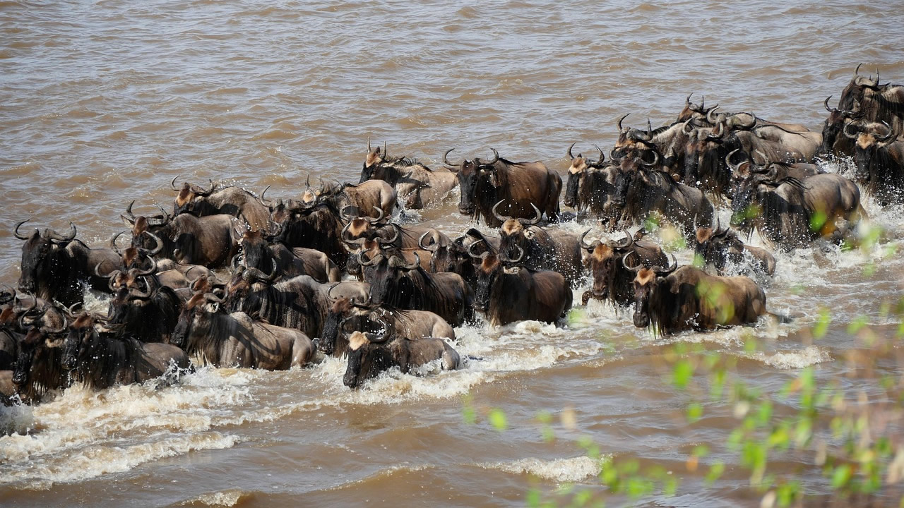 Herd of wildebeest migrating across the Mara River during the Great Migration