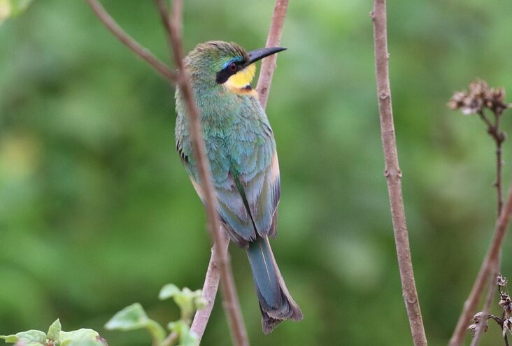 Somali bee-eater perched in Samburu during the 6-Day Mount Kenya & Samburu Budget Birding Safari with African Affarble Expeditions Limited