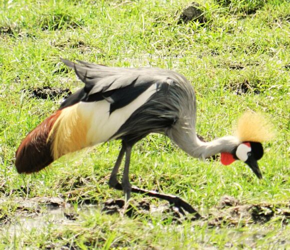 Grey Crowned Crane – A Majestic Bird of Kenya’s Rift Valley Lakes Grey crowned crane walking in the Great Rift Valley lakes region during a Kenya birding safari with African Affarble Expeditions Limited