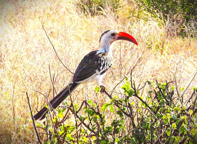 Red-Billed Hornbill – Iconic Bird of Mount Kenya and Samburu Red-billed hornbill perched on a tree in Samburu during a luxury birding safari in Kenya with African Affarble Expeditions Limited