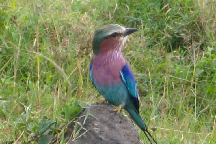 "Lilac-breasted Roller perched during Kenya birdwatching safari"