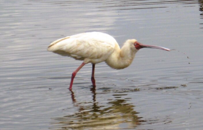 African spoonbill feeding in a Kenyan wetland during a budget birdwatching safari with African Affarble Expeditions Limited