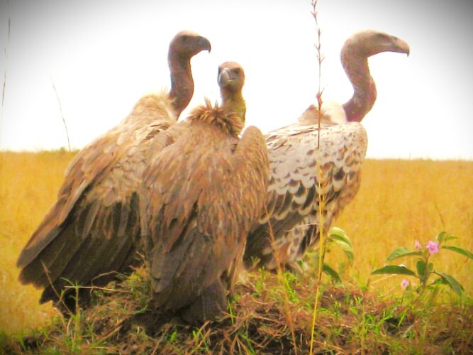 Rüppell’s Griffon – High-Soaring Vulture of Kenya’s Coast and Savannas Rüppell’s griffon vulture soaring over Kenya’s coastal landscapes during a birdwatching safari with African Affarble Expeditions Limited
