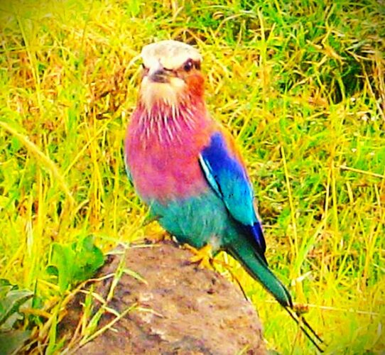Lilac-Breasted Roller – Iconic Bird of Kenya’s Savannas Lilac-breasted roller perched on an acacia branch during a Kenya birdwatching safari with African Affarble Expeditions Limited