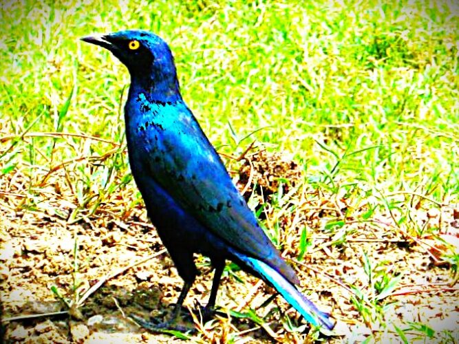Rüppell’s Starling – A Striking Bird of Kenya’s Rift Valley Rüppell’s starling perched on a branch in Kenya’s Great Rift Valley during a birding safari with African Affarble Expeditions Limited