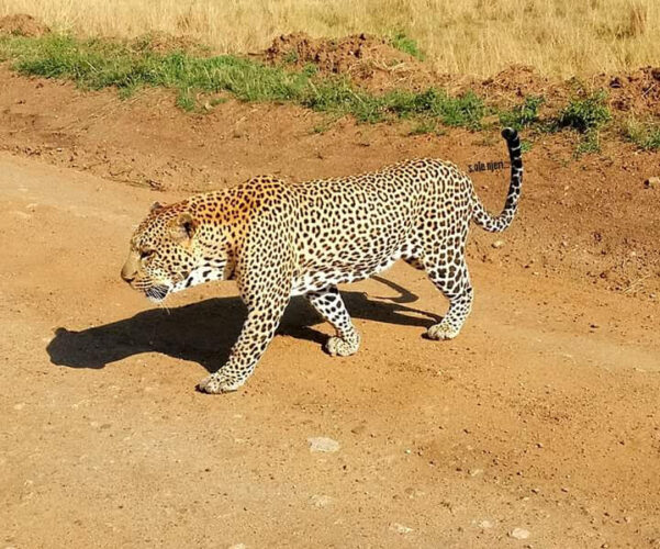 Male leopard, one of Africa’s Big Five, walking along a road in Tsavo West during a 6-day Kenya budget safari to Tsavo East, Tsavo West and Amboseli with African Affarble Expedition