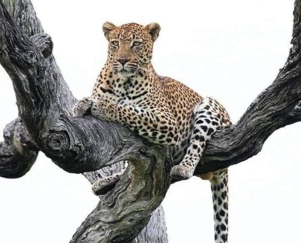 Leopard perched on a tree in the Masai Mara during a 6 day Kenya family budget safari to Lake Naivasha, Lake Nakuru and Masai Mara