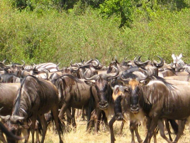 Herd of wildebeests migrating in the Masai Mara during a 5-day Great Rift Valley and Masai Mara Kenya budget safari with African Affarble Expedition Limited