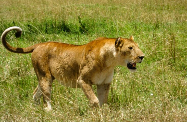 Lioness in Masai Mara National Reserve during a 3-day Kenya budget safari with African Affarble Expedition Limited